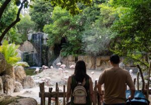 Agosto 2024 -Visitantes y flamencos - Bioparc Valencia